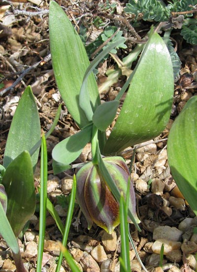 Fritillaria Kotschyana | North American Rock Garden Society